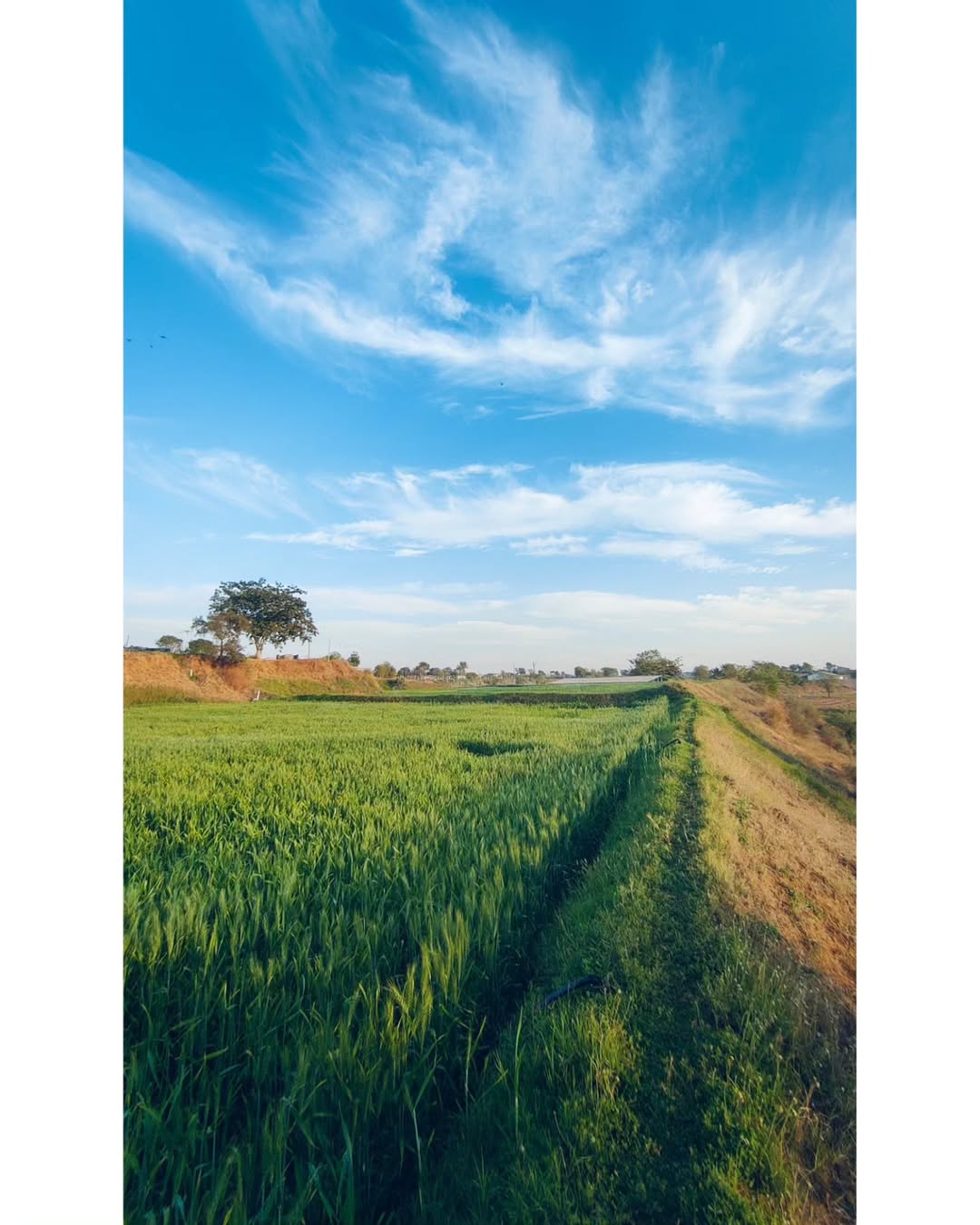 Farm Landscape